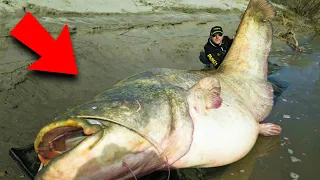 SOMNII Mănâncă OAMENI! - Cei Mai Periculoși Pești De RÂU