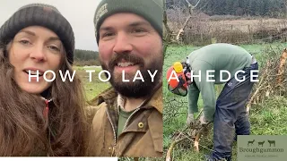 Hedge Laying our Hawthorn -Life on our regenerative farm vlog