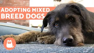 10 Reasons for Adopting MIXED BREED DOGS 🐶