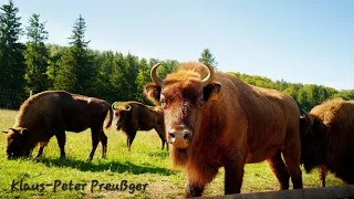 Boriss und Melissa 605 - 33. "Albschäferweg für Stubenhocker" - Mit Wisenten auf Augenhöhe