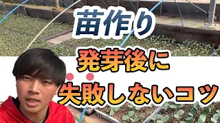 【苗作り】苗の発芽後の管理方法！失敗しないコツ。裏話！家庭菜園者必見！