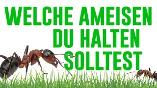 Welche Ameisen du halten solltest!