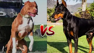 Доберман против Питбуля! КТО СИЛЬНЕЕ? Doberman VS Pitbull! WHO IS STRONGER?