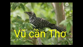 tiếng tu hú chuẩn mồi. (Vũ Cần Thơ)