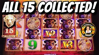 15 GOLD HEADS AGAIN - Huge Jackpot For The Buffalo King