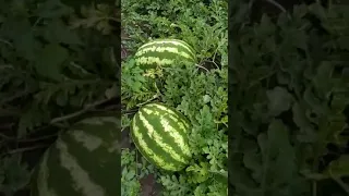 Арбуз манчестер 🍉 WP/Telegram 89128475201