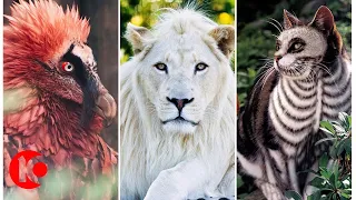 10 Exotic Animals You Can Keep as a Pet at Home! | Top 10 Central 🙉