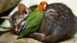 15 Amazing Animal Friendships You Won't Believe!