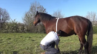 Estimer le poids d'un cheval