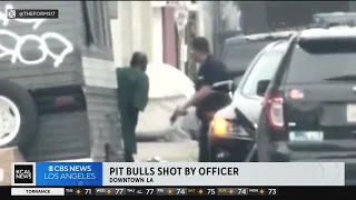 Activists outraged after pair of pit bulls shot by LAPD officers in Downtown LA