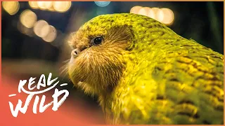 The World's Strangest And Heaviest Parrot | Modern Dinosaurs | Real Wild