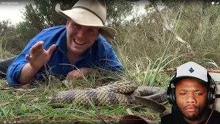 AMERICAN REACTS TO Australia Tiger Snake