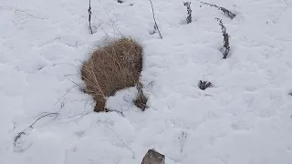 ЭЛЕКТРОПАСТУХ (ЭЛЕКТРОИЗГОРОДЬ). САМЫЙ ДЕШЁВЫЙ ВАРИАНТ