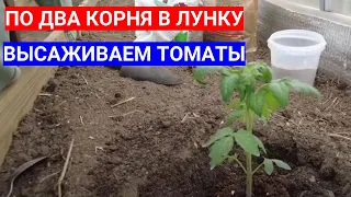 ПОСАДКА ТОМАТОВ В ТЕПЛИЦЕ - СХЕМА РАЗМЕЩЕНИЯ ПО ДВА КОРНЯ В ЛУНКУ В ТЕПЛИЦЕ 3х6