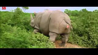 Mother Rhino is Giving Birth (Ace Ventura)