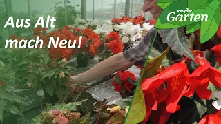 Neue Begoniensorten vorgestellt | MDR Garten