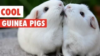 Cool Guinea Pigs Video Compilation 2017