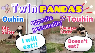 Twin panda‼️Ouhin&Touhin🐼,but their personalities are completely different, pandas are the same🎂🤣
