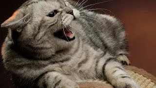 How to Deal with an Aggressive Cat | Cat Care