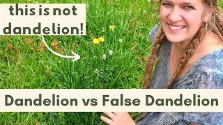 How to Identify Dandelions | Foraging Dandelions