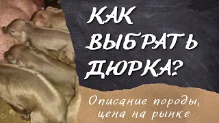 Поросята Дюрок, 1 месяц и 7 дней. Как выбрать дюрка? Описание породы.