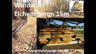 Eichenstamm im Wald sägen