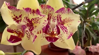 Цветущие орхидеи.