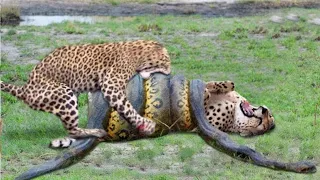 Top 10 Strongest Predators In The Wild - Prey Vs Predator - Predators Animals Real Fights to death