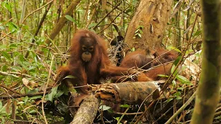 Wildlife and Conservation at the University of Exeter