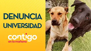 INDIGNACIÓN: Denuncian sacrificio de perros en universidad para estudiarlos - Contigo en la Mañana