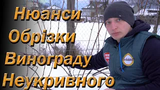 Нюанси обрізки технічного винограду. Як обрізати нащеплений винний виноград просто.