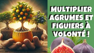 Comment Multiplier Facilement Orangers, Citronniers et Figuiers 🍊🍋