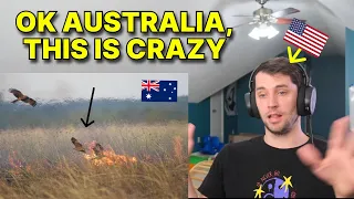 American reacts to birds in Australia that START BUSHFIRES!