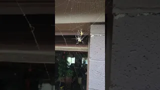 garden spider vs grasshopper