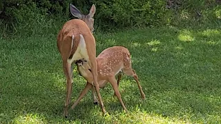 MOMMA DEER NURSING HER BABYDEER #deer #wildlife #nature #babydeer #cutedeer #deercam #fawn