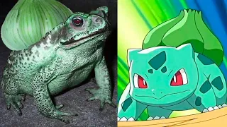 10 Pokémon in real life