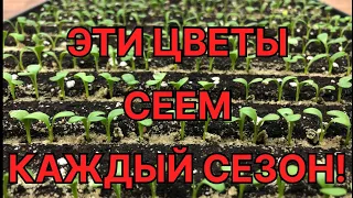 Какие ЦВЕТЫ сеем в январе, феврале, марте? Наш ассортимент НА СЕЗОН 2024!