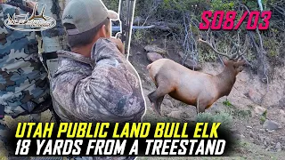 Utah Public Land Bull Elk 18 Yards From A Treestand S08/03
