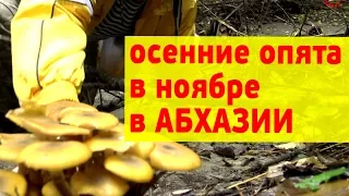 Осенние опята в Абхазии