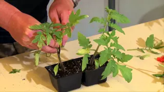 Grafting Vegetables