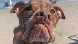 People keep rejecting this pit bull. His response is totally predictable.