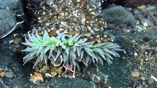 Sea Anemone Eating Hermit Crabs