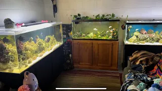 All of my Aquariums