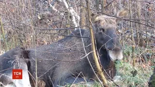 Попри скарги мисливців, Апеляційний суд лишив лосів у Червоній книзі України