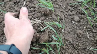 No-till с междурядьем 22/44, vs пахота vs дискование