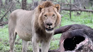 4 Male Lions on Buffalo Kill | The Virtual Safari #123