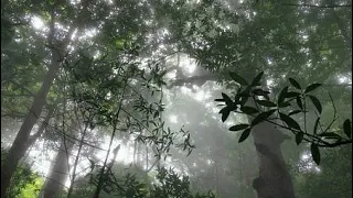 Selvas en las nubes Costa Rica planeta selva | Documental en ESPAÑOL 2020 HD