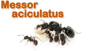 Ant care species guide #18 - Messor aciculatus