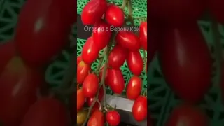 Тонны томатов с куста! Два самых урожайных сорта томатов!