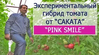 ПИНК СМАЙЛ ТОМАТ (19-03-2018)